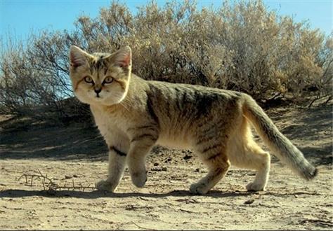 30 گربه شنی در ایرانشهر شناسایی شدند