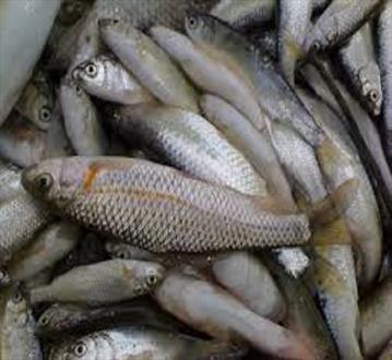 پرورش ماهی گرمابی فرصتی از جنس اقتصاد مقاومتی/ جوانان ایرانشهر خط اول اشتغال در این حرفه هستند
