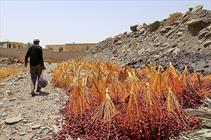 قصه دلالان خرما پایانی ندارد/دست خالی دولت برای کشاورزان