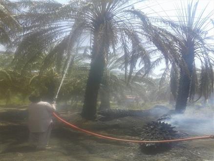 آتش سوزی در نخلستان های بخش جلگه چاه هاشم شهرستان دلگان+ تصاویر