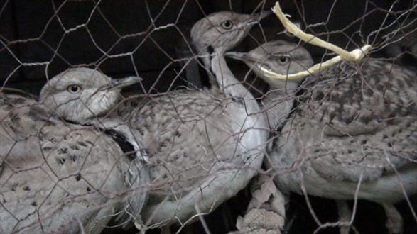 12 پرنده بین المللی «هوبره» از قاچاقچیان ایرانشهر کشف شد/جریمه 240 میلیونی در انتظار متخلفان