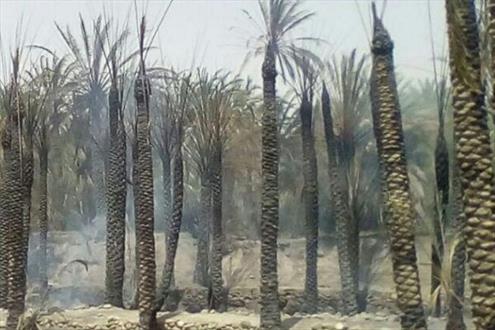 آتش سوزی در نخلستان های بخش «بزمان» شهرستان ایرانشهر