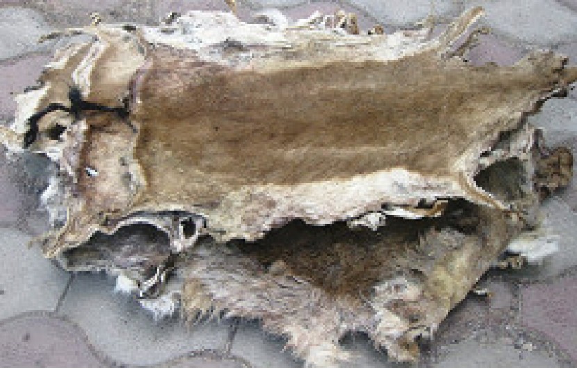 کشف دو قطعه پوست آهو در ایرانشهر