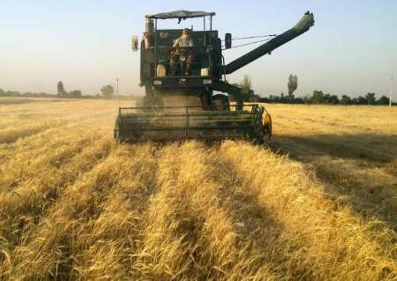 خرید بیش از 15 هزار تن گندم از کشاورزان ایرانشهری