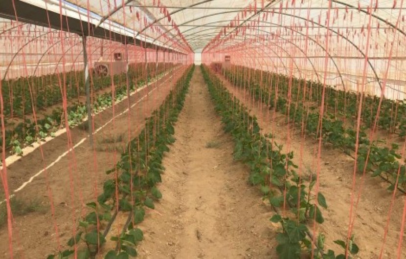 ساخت 23 هكتار گلخانه در شهرستان سراوان/ 276میلیارد ریال سرمایه گذاری شد
