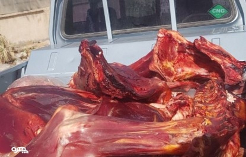 یک لاشه گاو غیربهداشتی در ایرانشهر معدوم شد+تصویر
