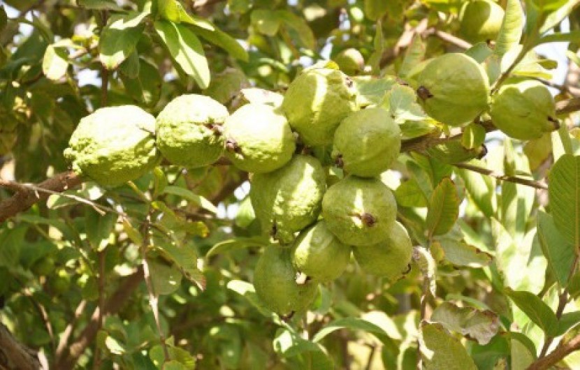 آغاز برداشت میوه گواوا از باغات سرباز در سیستان وبلوچستان