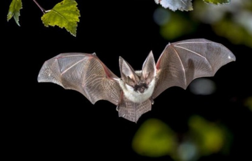 خفاشها کروناویروس را حمل می‌کنند بدون آنکه بیمار شوند