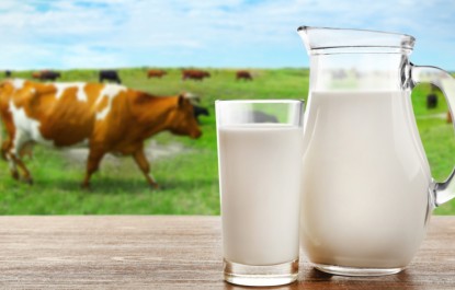 شیرهای محلی و سنتی می توانند حامل میکروب بروسلا باشند/ پرهیز از مصرف مواد لبنی غیر بهداشتی