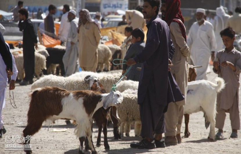 خیابان های ایرانشهر به تصرف گوسفندان در آمد/ شهروندان سیستان و بلوچستان در خطر شیوع کرونا