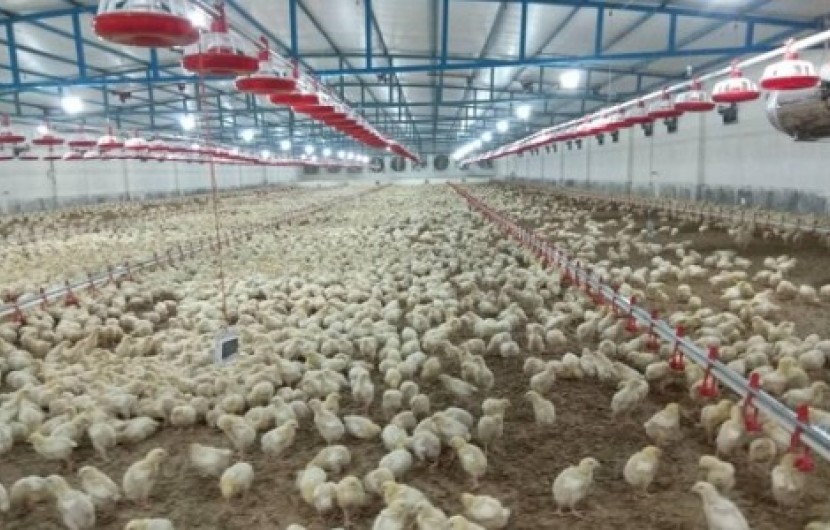 تولید ۴٨٠ تن گوشت مرغ در واحد های مرغداری زابل/ برنامه های جهاد کشاورزی در مسیر جهش تولید
