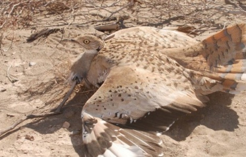​ آغاز فصل مهاجرت پرنده هوبره به ایرانشهر