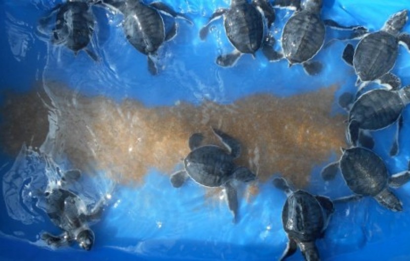 سواحل ماسه ای مکران؛ مهمترین سایت تخمگذاری لاک پشت های دریایی