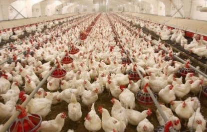 لزوم نظارت سازمان صمت نسبت به روند توزیع و قیمت مرغ/ با متخلفان برخورد قانونی شود