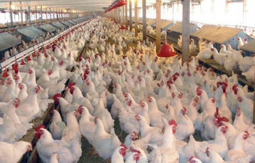 تشکیل پرونده تخلف یک واحد تولیدی مرغ زنده / با مخلان اقتصادی برخورد قانونی می شود