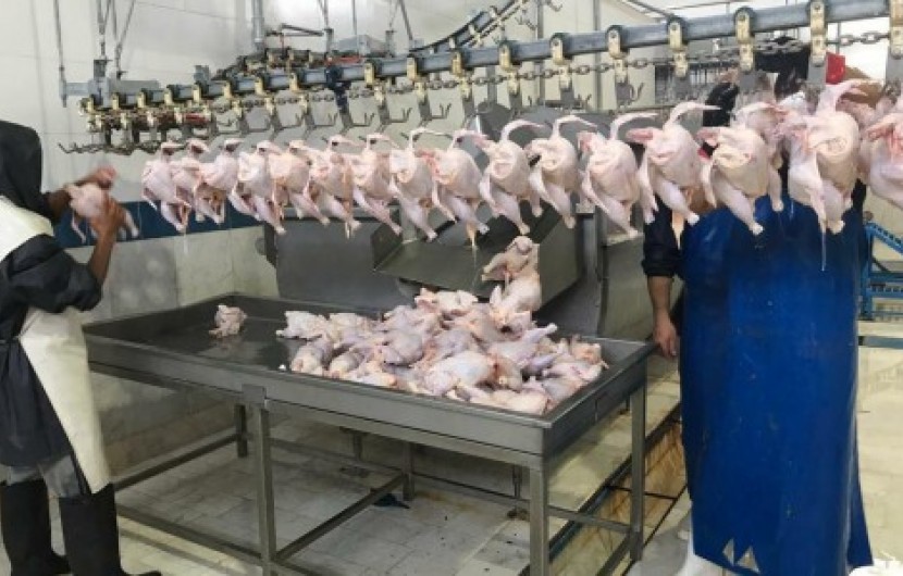 خاش دارنده رتبه نخست تولید گوشت مرغ در سیستان وبلوچستان