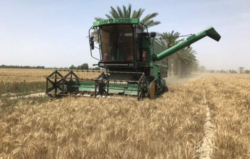 خرید گندم در سیستان و بلوچستان از مرز یک هزار تن گذشت