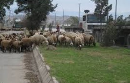 فضای سبز ایرانشهر با چرای بی رویه گوسفندان بلعیده می شود /مسئولان چاره اندیشی کنند