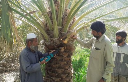 مبارزه با سوسک سرخرطومی در نخلستان‌های سیستان و بلوچستان