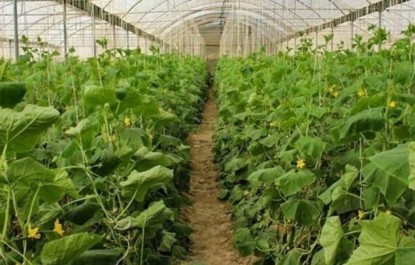 سیستان و بلوچستان در صادرات محصولات باغی ظرفیت بالقوه دارد